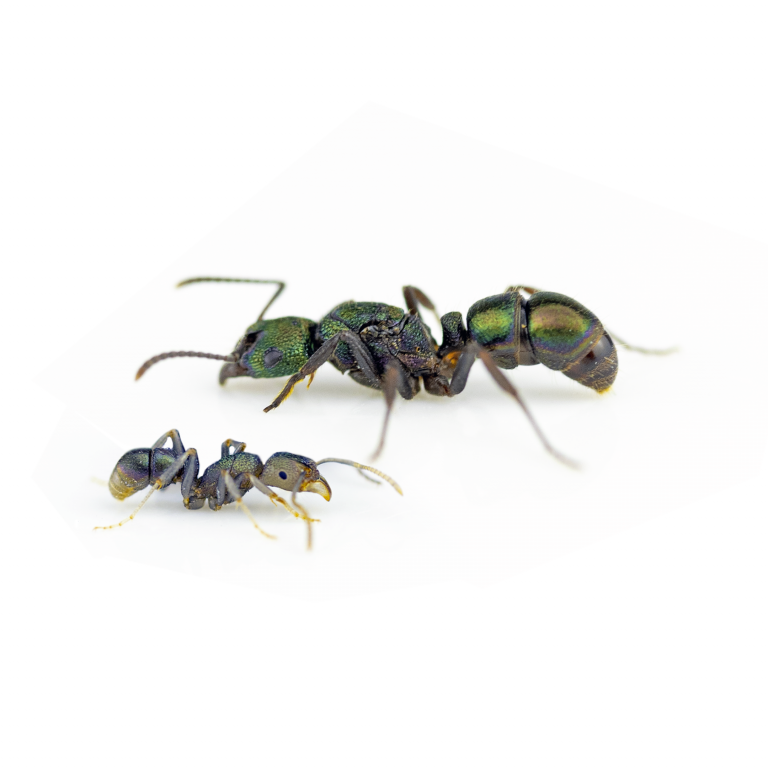 Rhytidoponera metallica